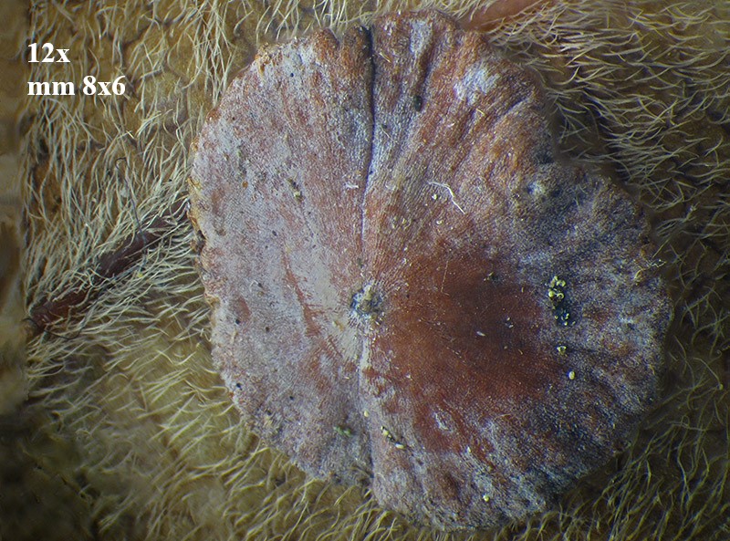 Neuroterus q. b. con parassitoide